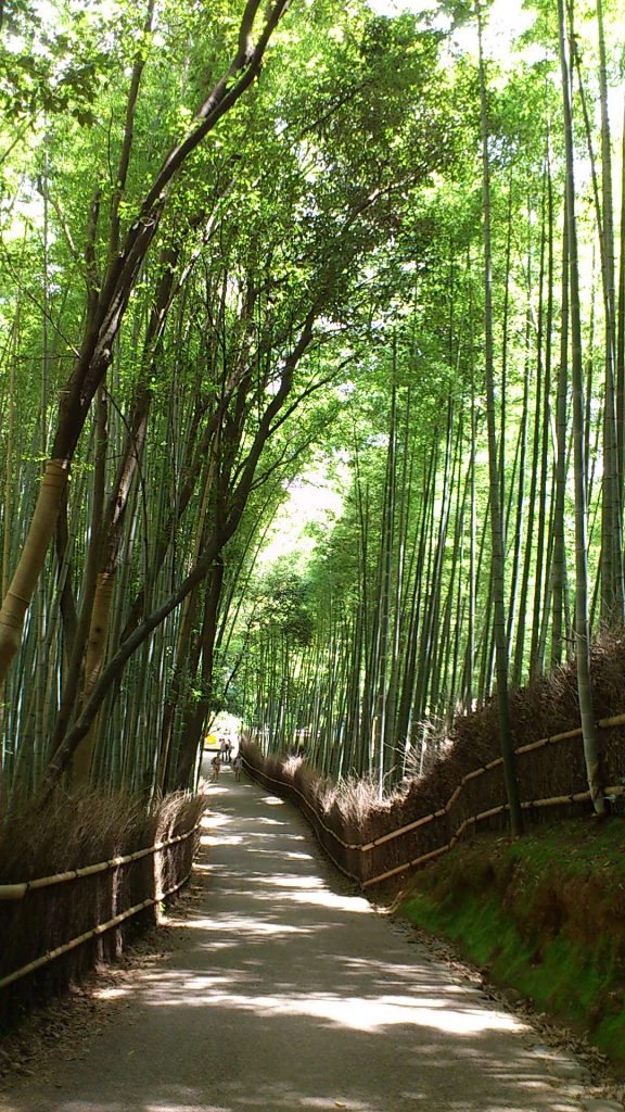 画像は２０１１年の京都大作戦に行った時の嵐山の森林です